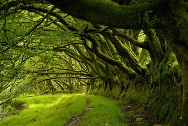 Exmoor beech trees