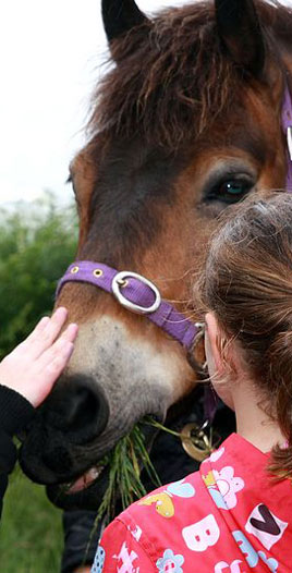 Exmoor-pony-2