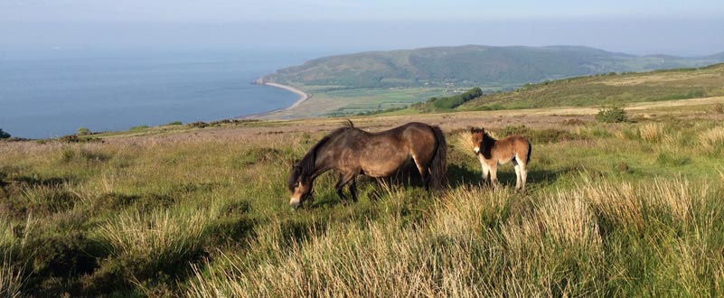 Exmoor Ponies