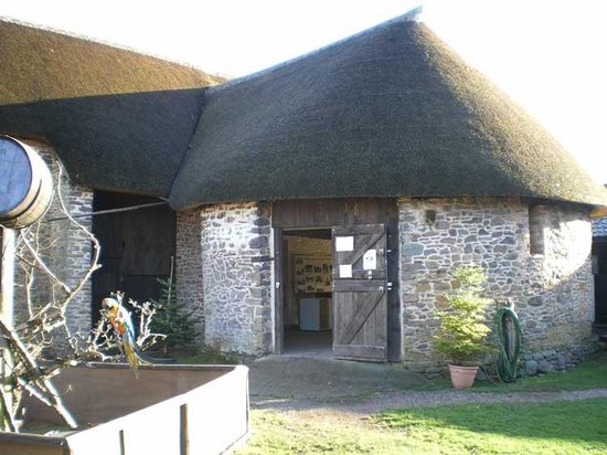 exmoor owl hawk centre