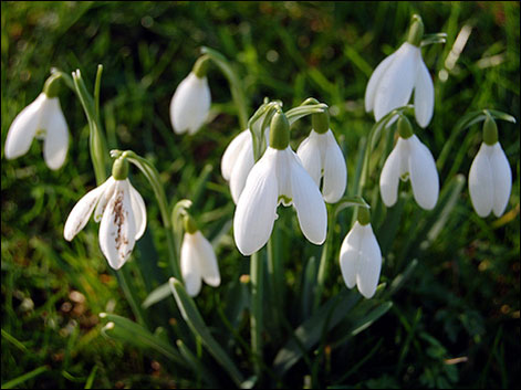 snowdrops in exmoor