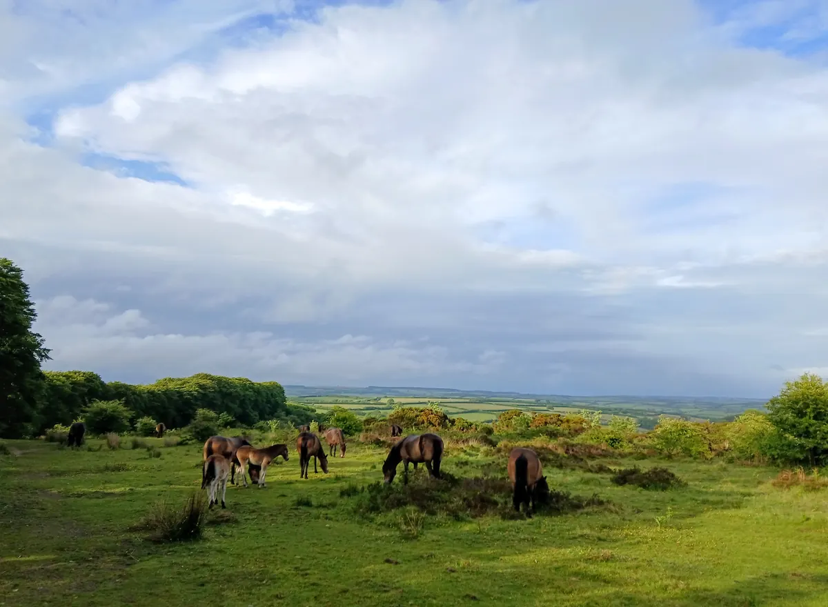 Exmoor ponies grazing in a field, with wooded hills beyond